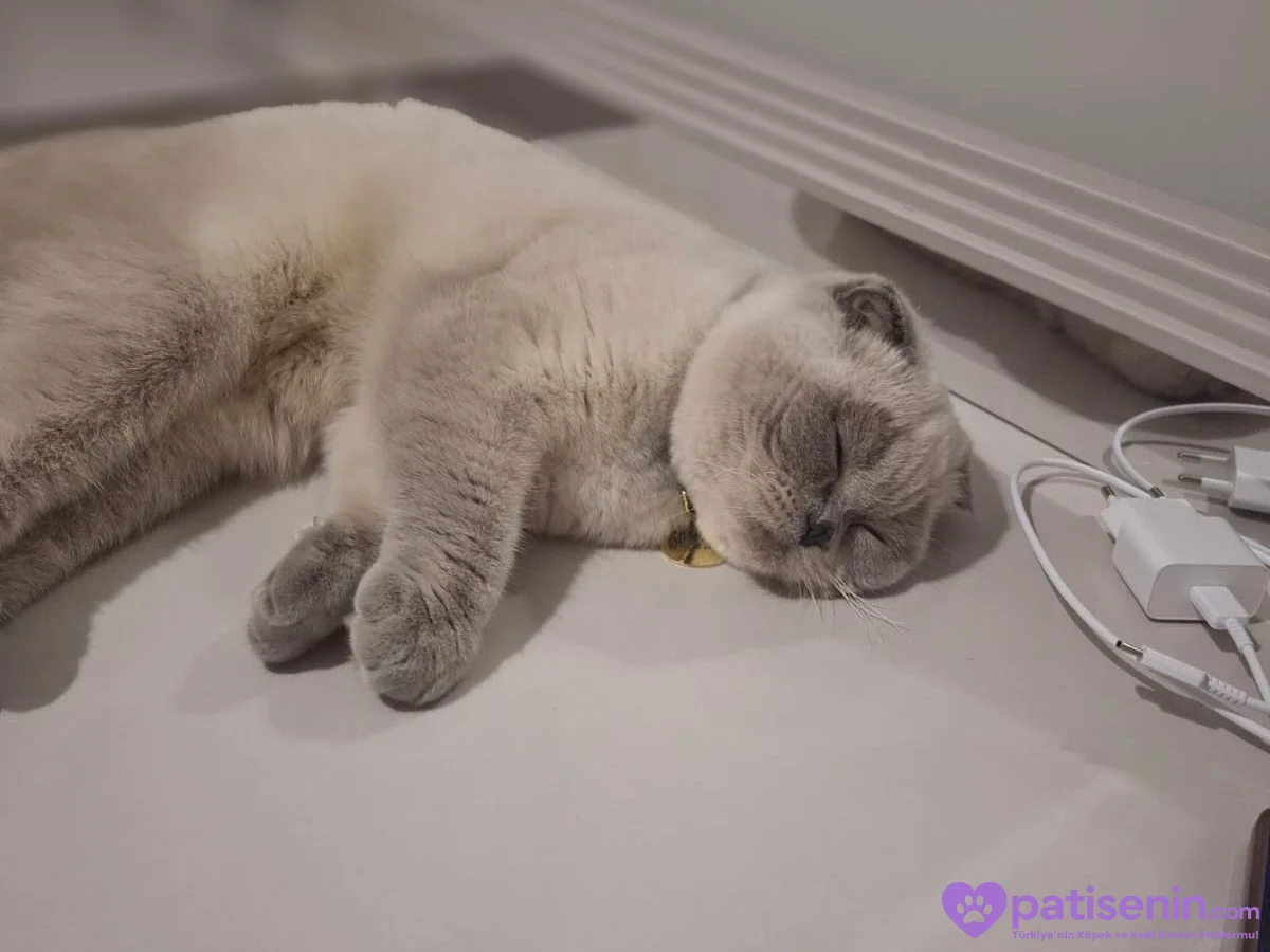 2 yaşında kısırlaştırmamis scottish fold 3
