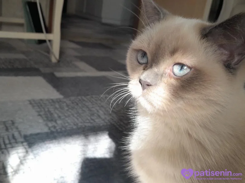 Sevimli Safkan British Shorthair Oğlumuz 1