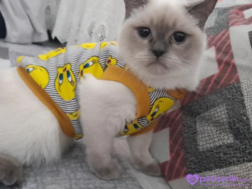 Sevimli Safkan British Shorthair Oğlumuz 2