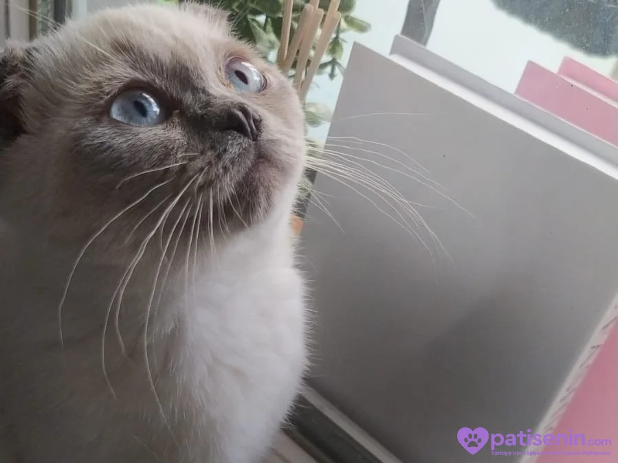 2 yaşında kısırlaştırmamis scottish fold 1