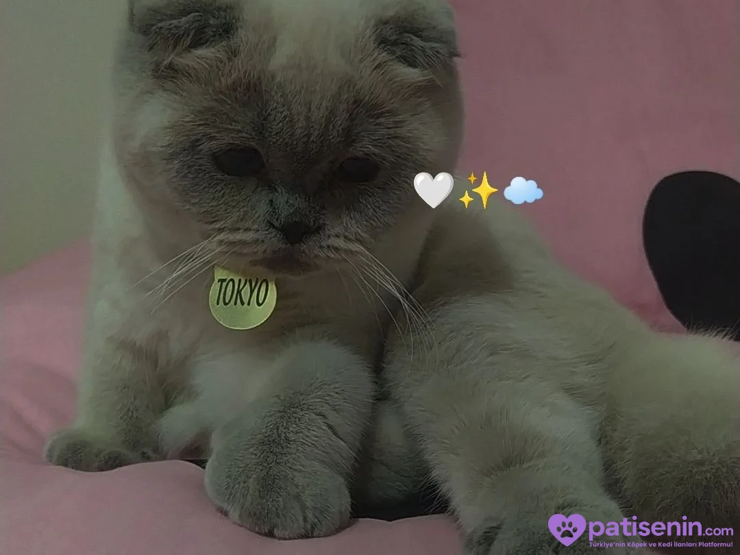 2 yaşında kısırlaştırmamis scottish fold 2