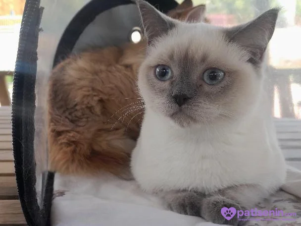 Sevimli Safkan British Shorthair Oğlumuz 3