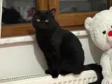 3 yaşında erkek british