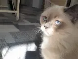 Sevimli Safkan British Shorthair Oğlumuz