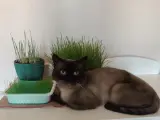Erkek Siyam kedisi