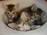 3 aylıklar  dört adet