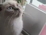 2 yaşında kısırlaştırmamis scottish fold