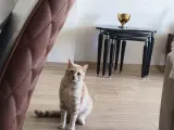 Cana Yakın Safkan Sarman Oğlumuz