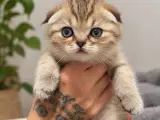 Top surat ponçikler teslime hazır