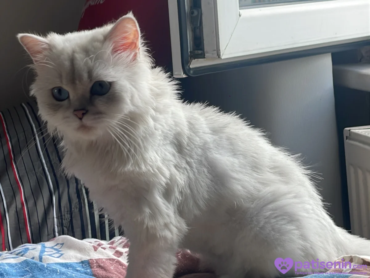 🐾 Kedime sevgi dolu, güvenilir bir yuva arıyorum. ❤️ 2
