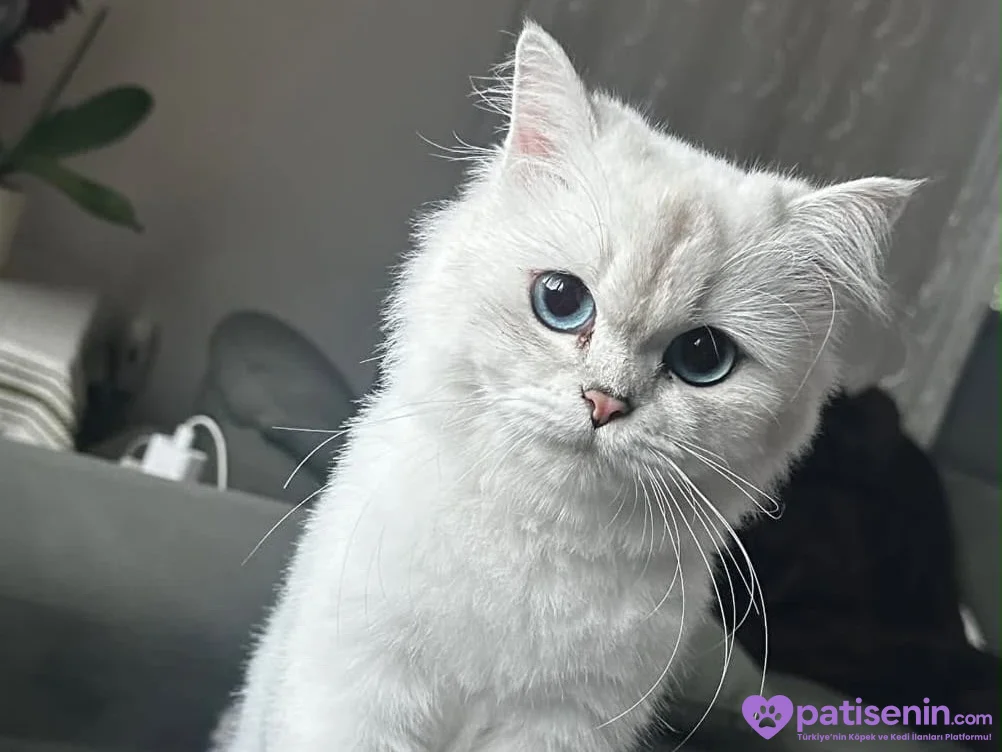🐾 Kedime sevgi dolu, güvenilir bir yuva arıyorum. ❤️ 1