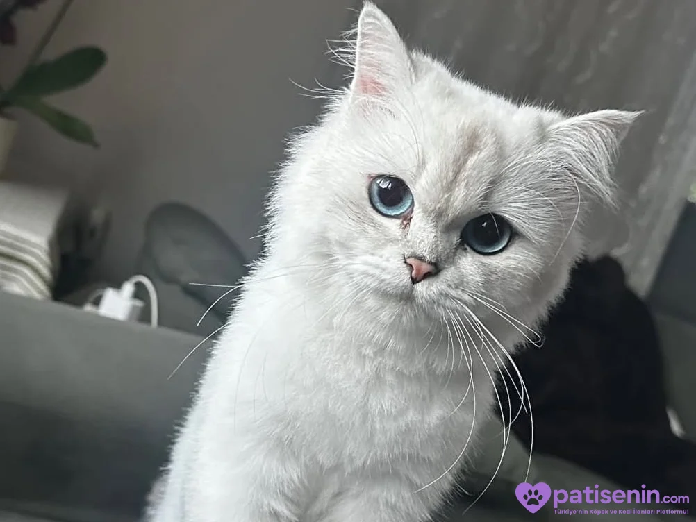 🐾 Kedime sevgi dolu, güvenilir bir yuva arıyorum. ❤️ 7