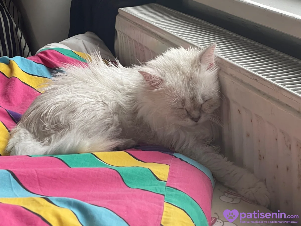 🐾 Kedime sevgi dolu, güvenilir bir yuva arıyorum. ❤️ 6