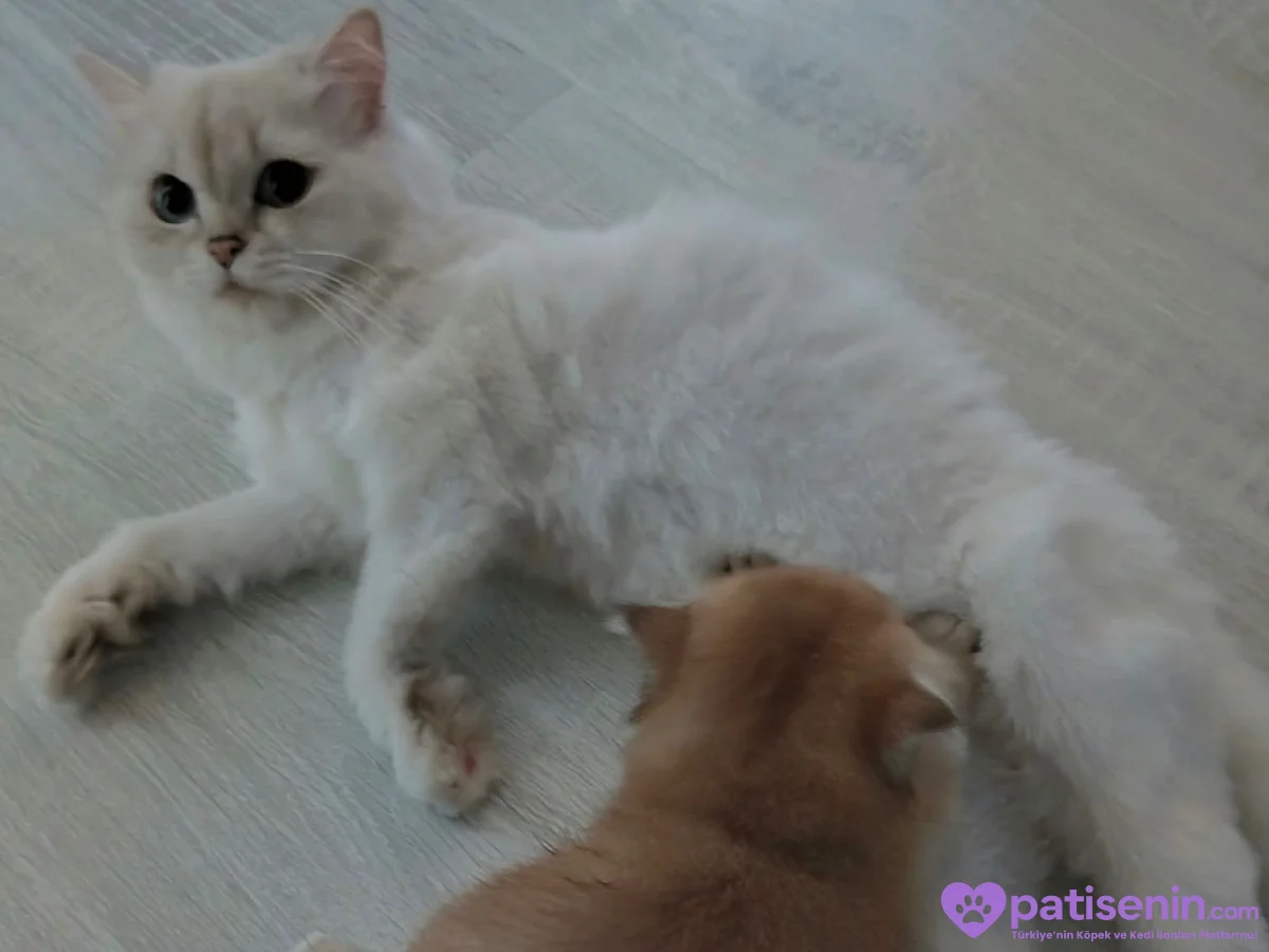 🐾 Kedime sevgi dolu, güvenilir bir yuva arıyorum. ❤️ 4