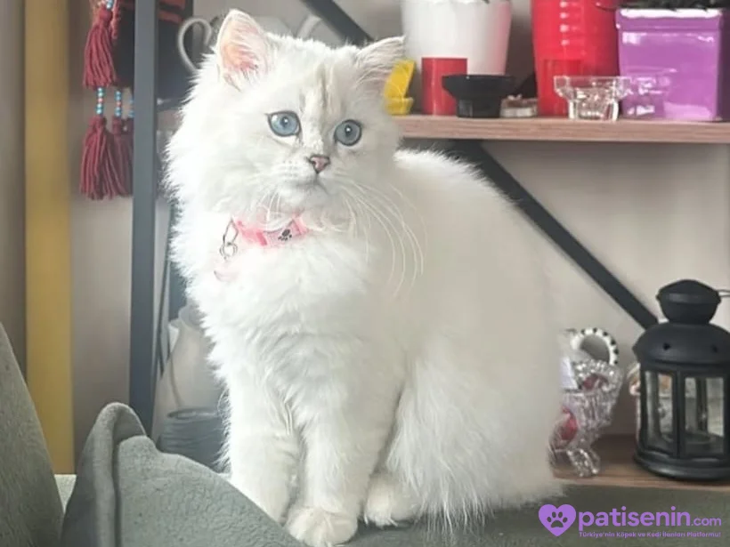 🐾 Kedime sevgi dolu, güvenilir bir yuva arıyorum. ❤️ 10