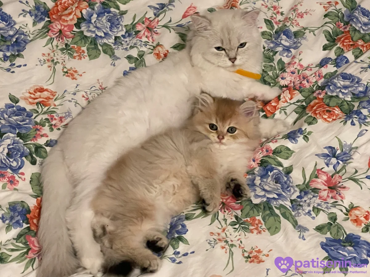 🐾 Kedime sevgi dolu, güvenilir bir yuva arıyorum. ❤️ 3