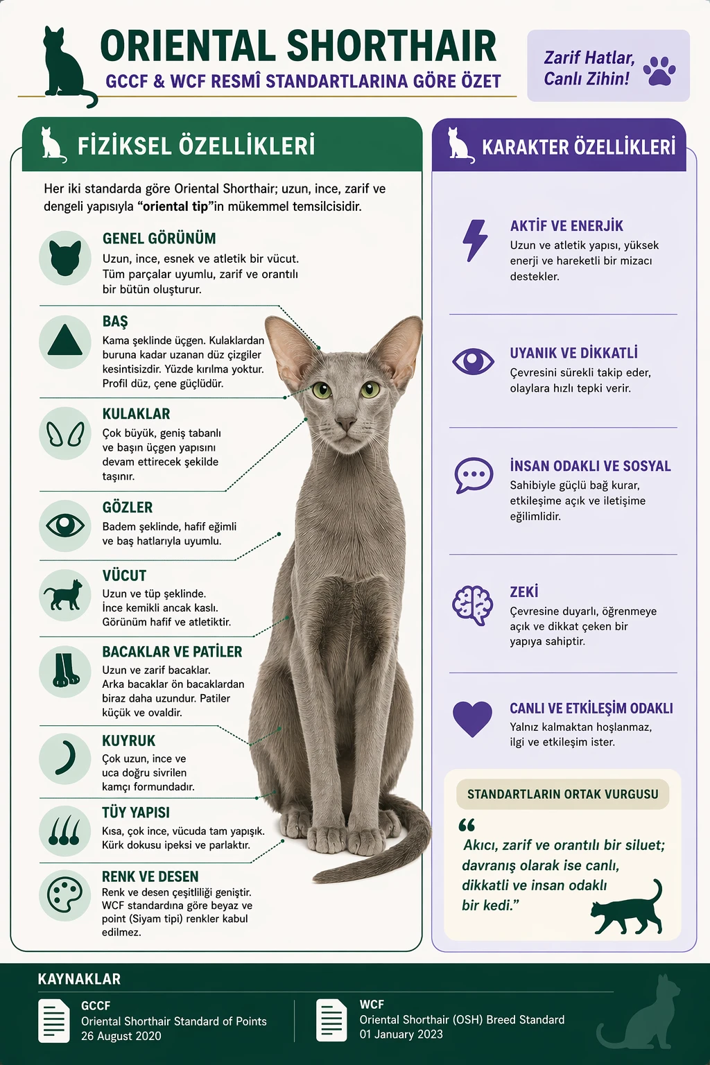 Oriental Shorthair İnfografik