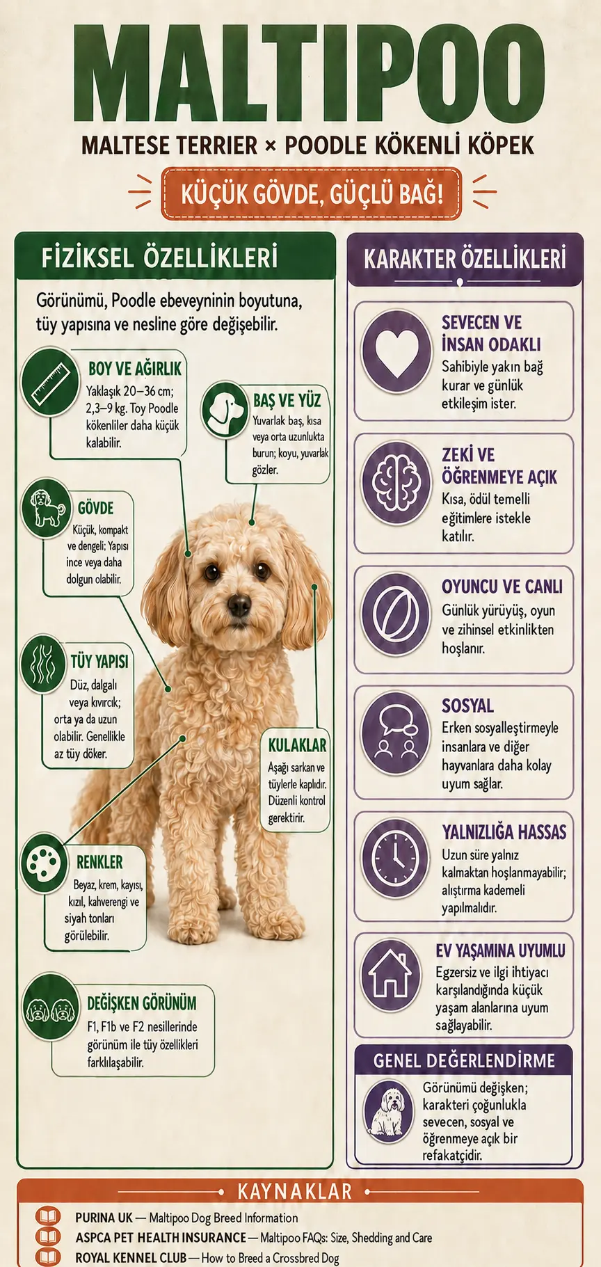Maltipoo Özellikleri