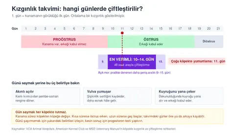 Köpekte kızgınlık takvimi: çiftleştirme için en verimli günler