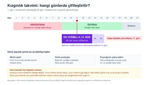 Köpekte kızgınlık takvimi: çiftleştirme için en verimli dönem 9–13. günler; yumurtlama çoğunlukla 11. günde olur