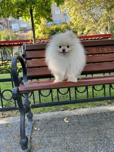 Pomeranian çiftleştirme
