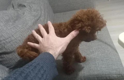 Teacup poodle çiftleştirme