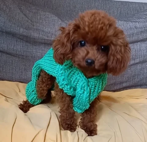 Toy poodle çiftleştirme