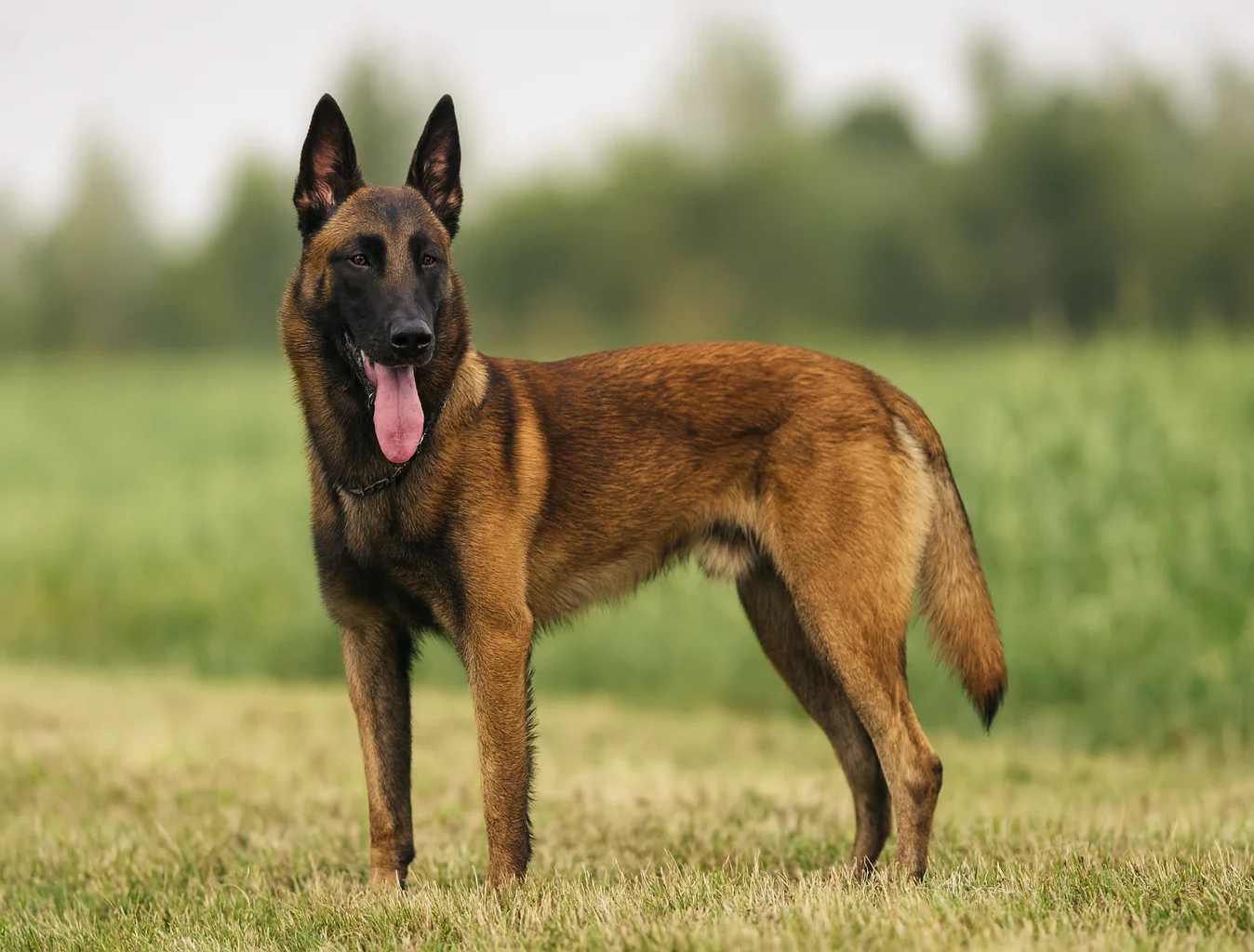 Ayakta uzak bir noktaya bakan bir bel&ccedil;ika kurdu k&ouml;pek