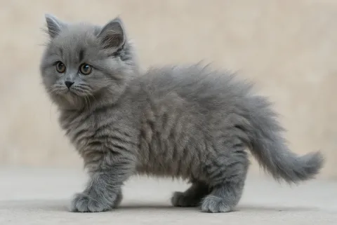 Ayakta duran ve sol tarafa bakan bir british longhair yavrusu