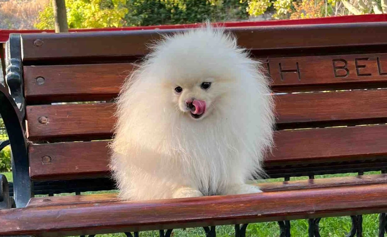 Pomeranian boo &ccedil;iftleştirme