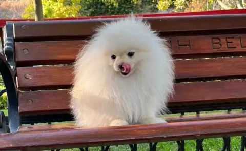 Pomeranian boo çiftleştirme