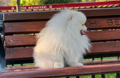 Dişi pomeranian çiftleştirme