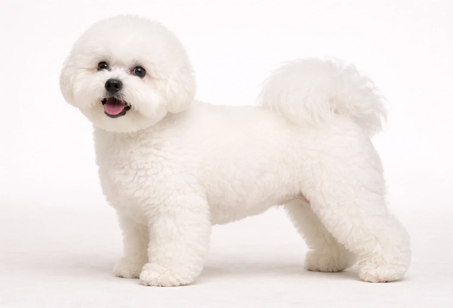 Ayakta kameraya bakan bir bichon frise k&ouml;pek