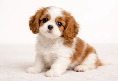 Oturduğu yerden kameraya bakan bir cavalier king charles yavrusu