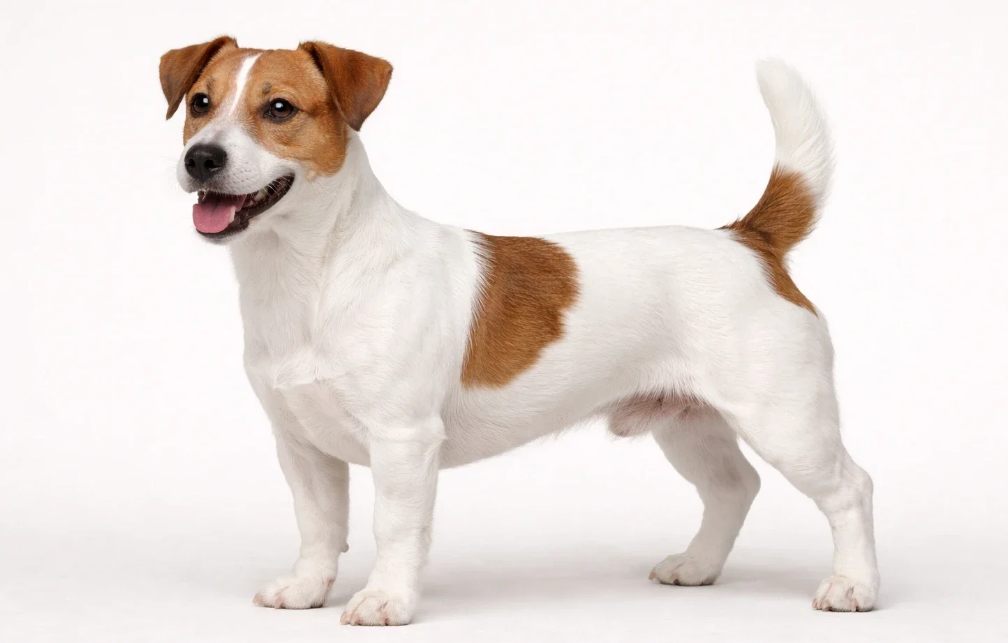 Ayakta sol tarafa bakan bir jack russell k&ouml;pek