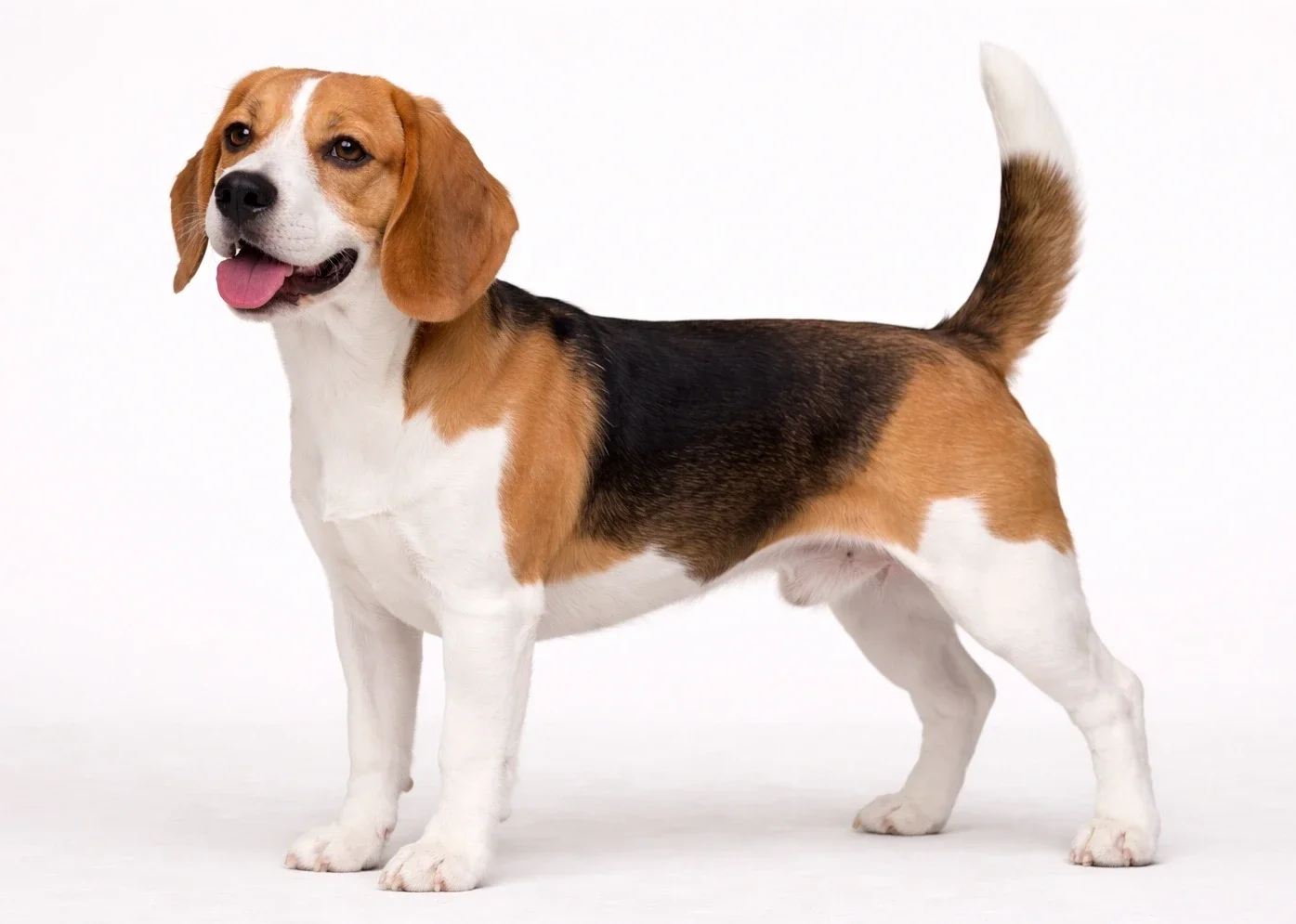 Ayakta sol tarafa bakan bir beagle