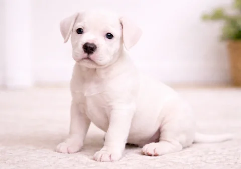 İç mekânda oturan beyaz bir dogo argentino yavrusu