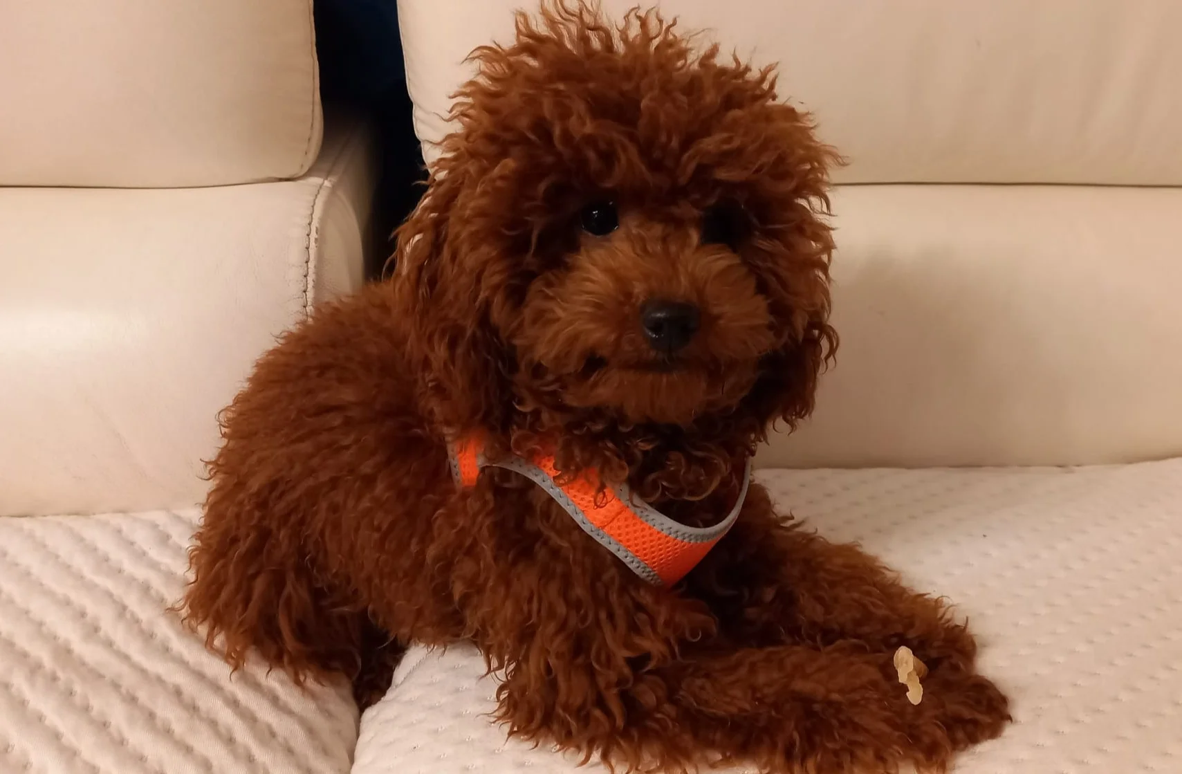 Koltuk &uuml;zerinde yatan bir toy poodle k&ouml;pek