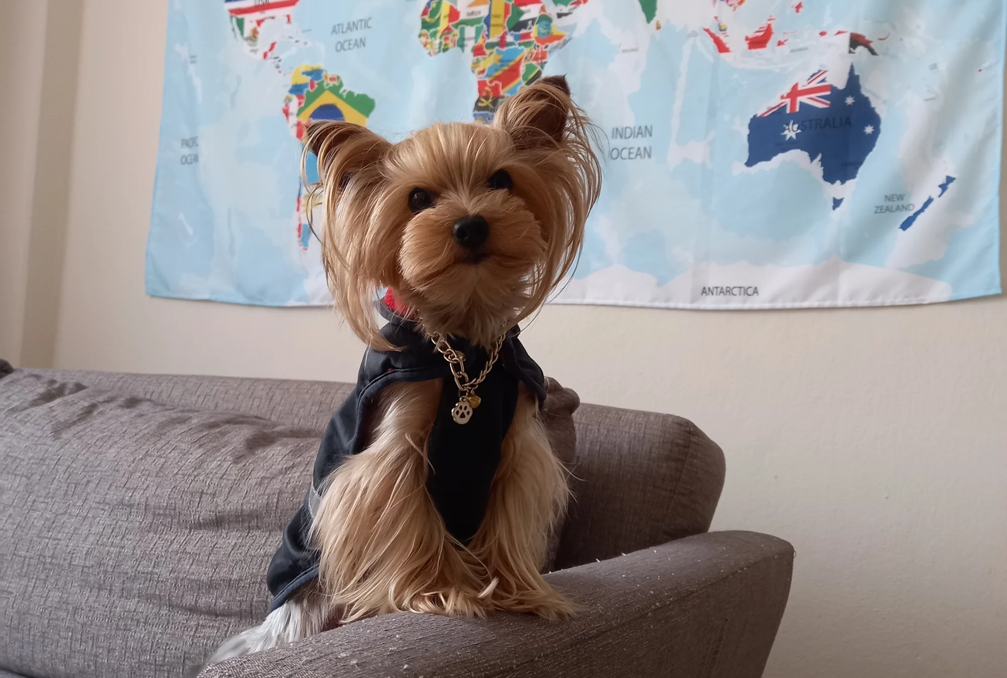 Koltuğun &uuml;st&uuml;nden kameraya bakan bir yorkshire terrier