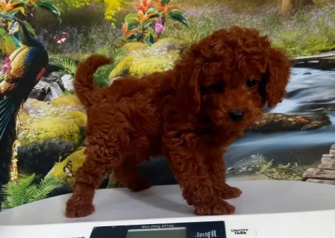 Ayakta kameraya bakan red brown renk toy poodle yavrusu