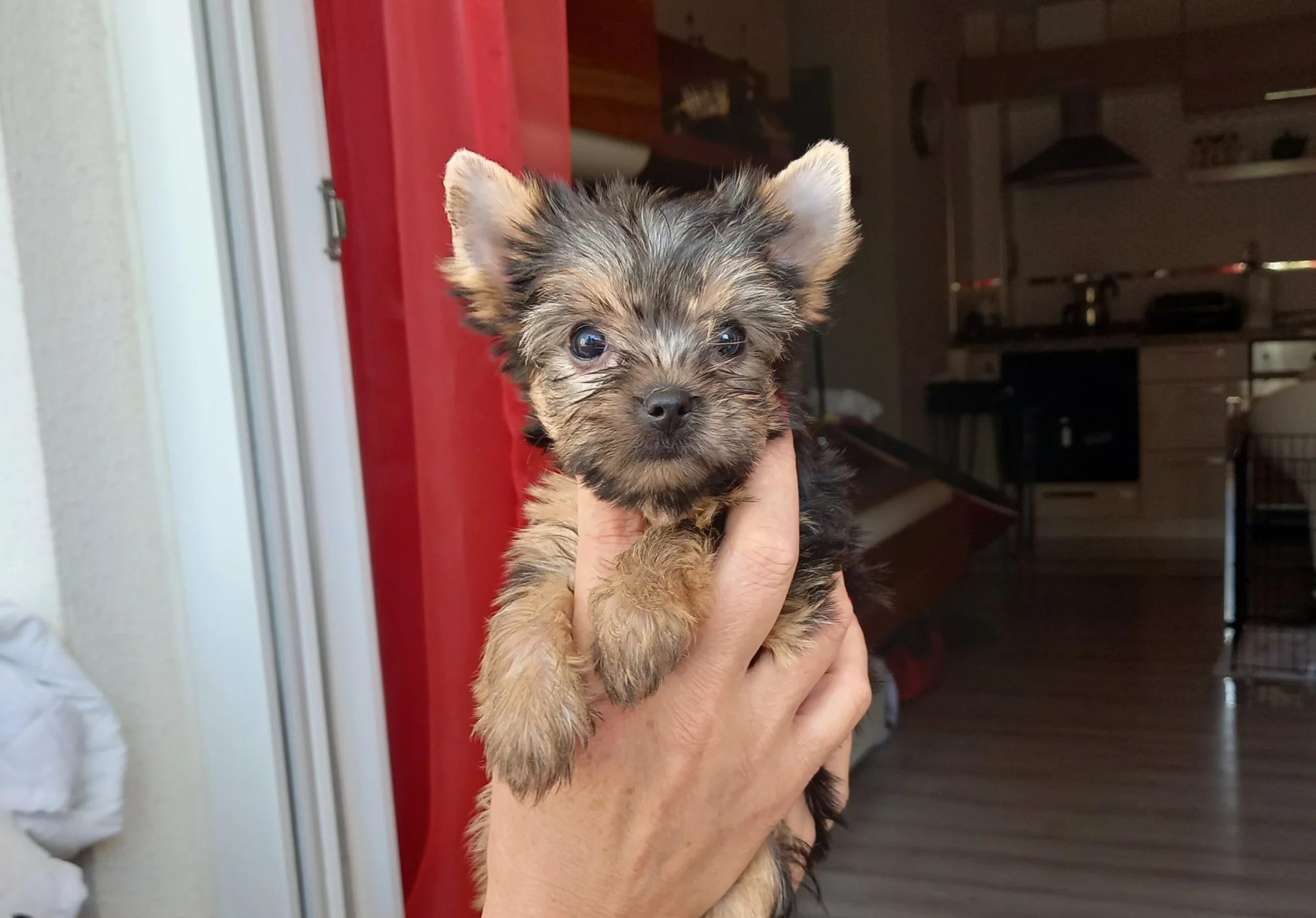 Sahibinin elinde kemaraya bakan bir yorkshire terrier yavrusu