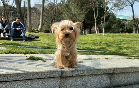 Yorkie çiftleştirme