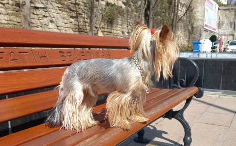 Yorkshire terrier çiftleştirme
