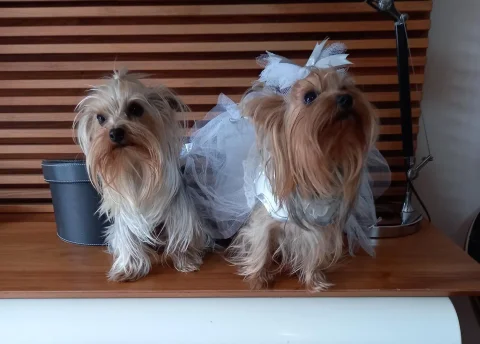 Yorkshire terrier dişi çiftleştirme