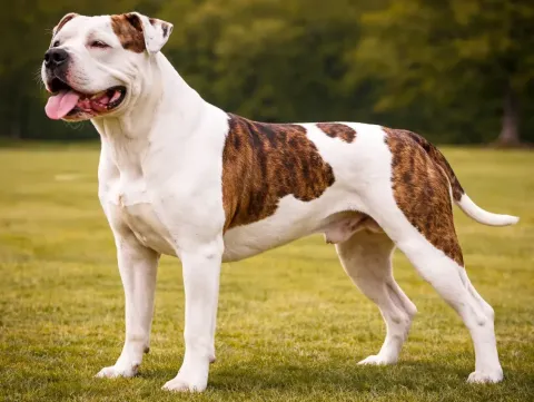 Çimlerde ayakta duran ve sol tarafa bakan bir amerikan bulldog