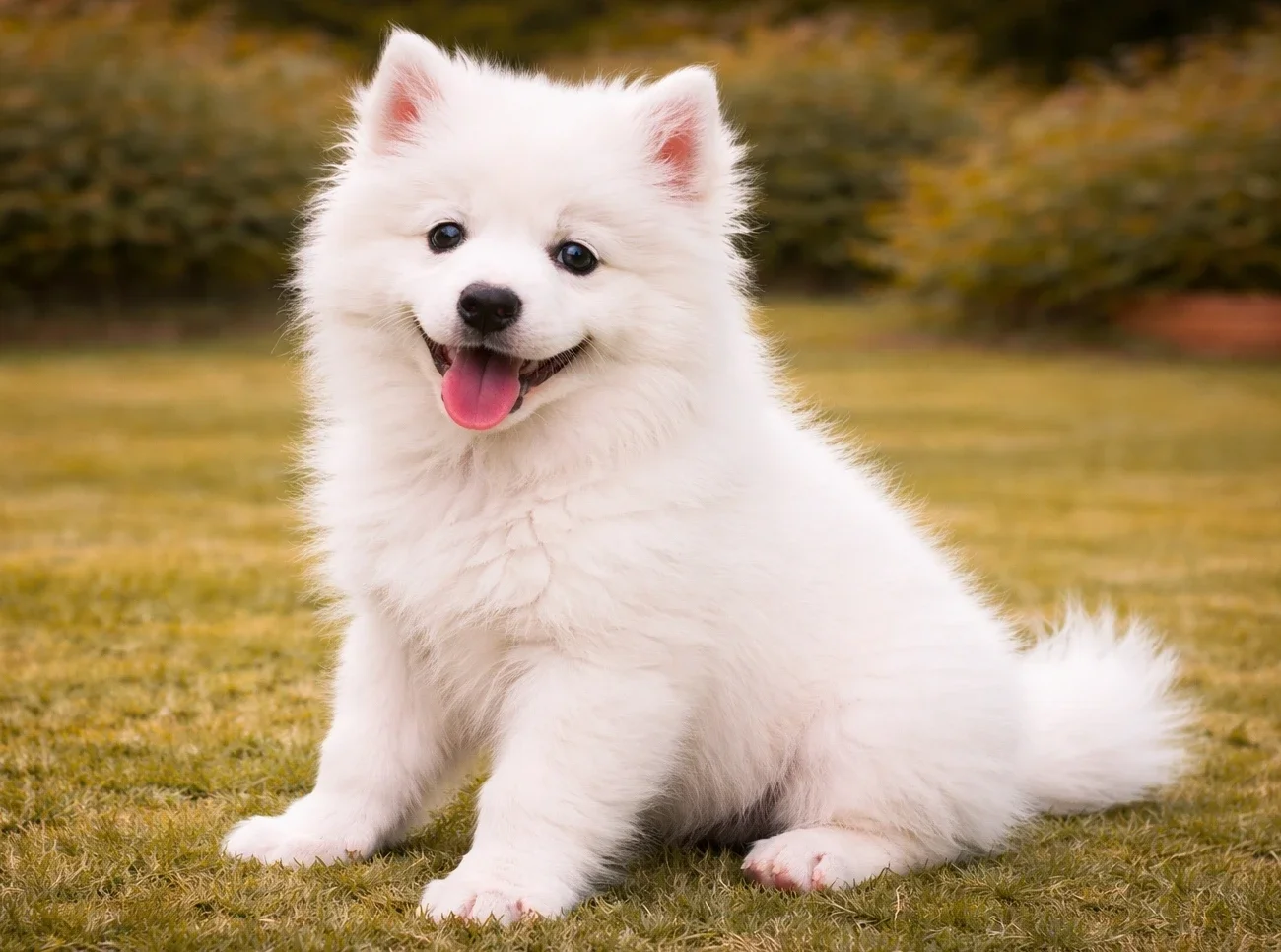 Bah&ccedil;ede oturduğu yerden kameraya bakan bir Amerikan Eskimo K&ouml;peği