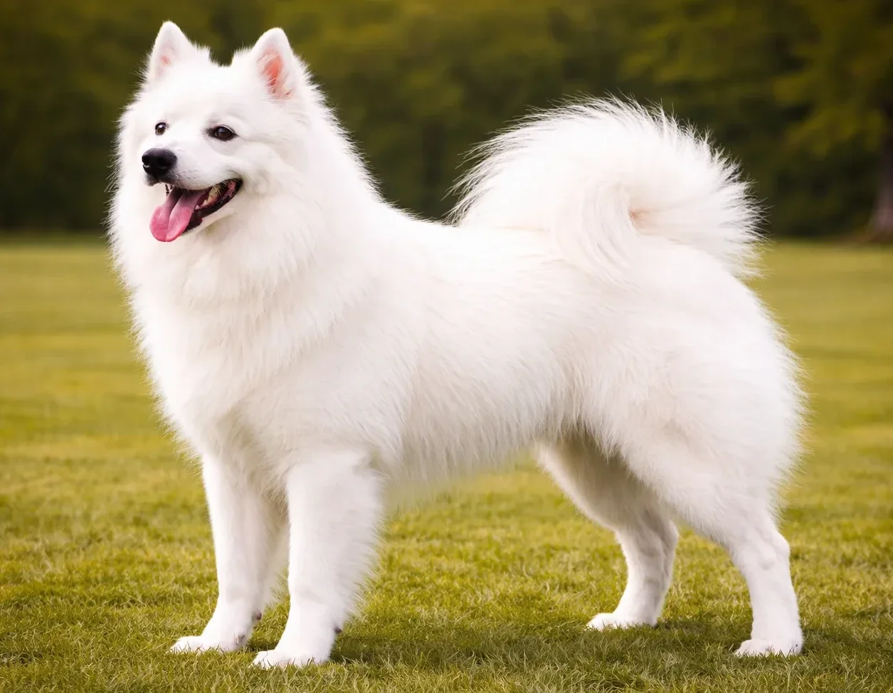 &Ccedil;imlerde ayakta duran ve sol tarafa bakan bir Amerika Eskimo K&ouml;peği