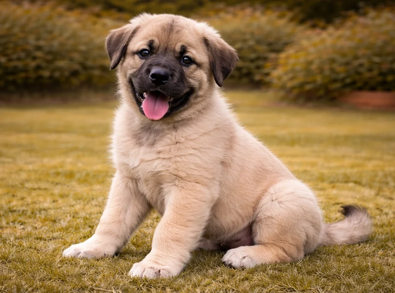 Bah&ccedil;ede oturduğu yerden kameraya bakan bir anadolu &ccedil;oban k&ouml;peği