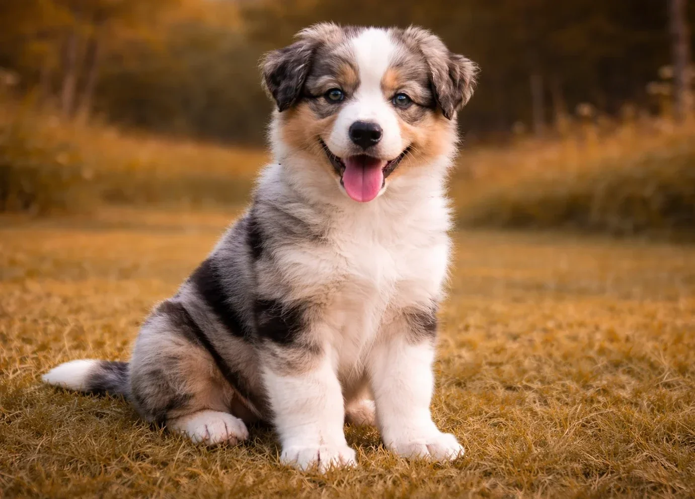 &Ccedil;ayırda oturduğu yerden kameraya bakan bir avustralya &ccedil;oban k&ouml;peği yavrusu