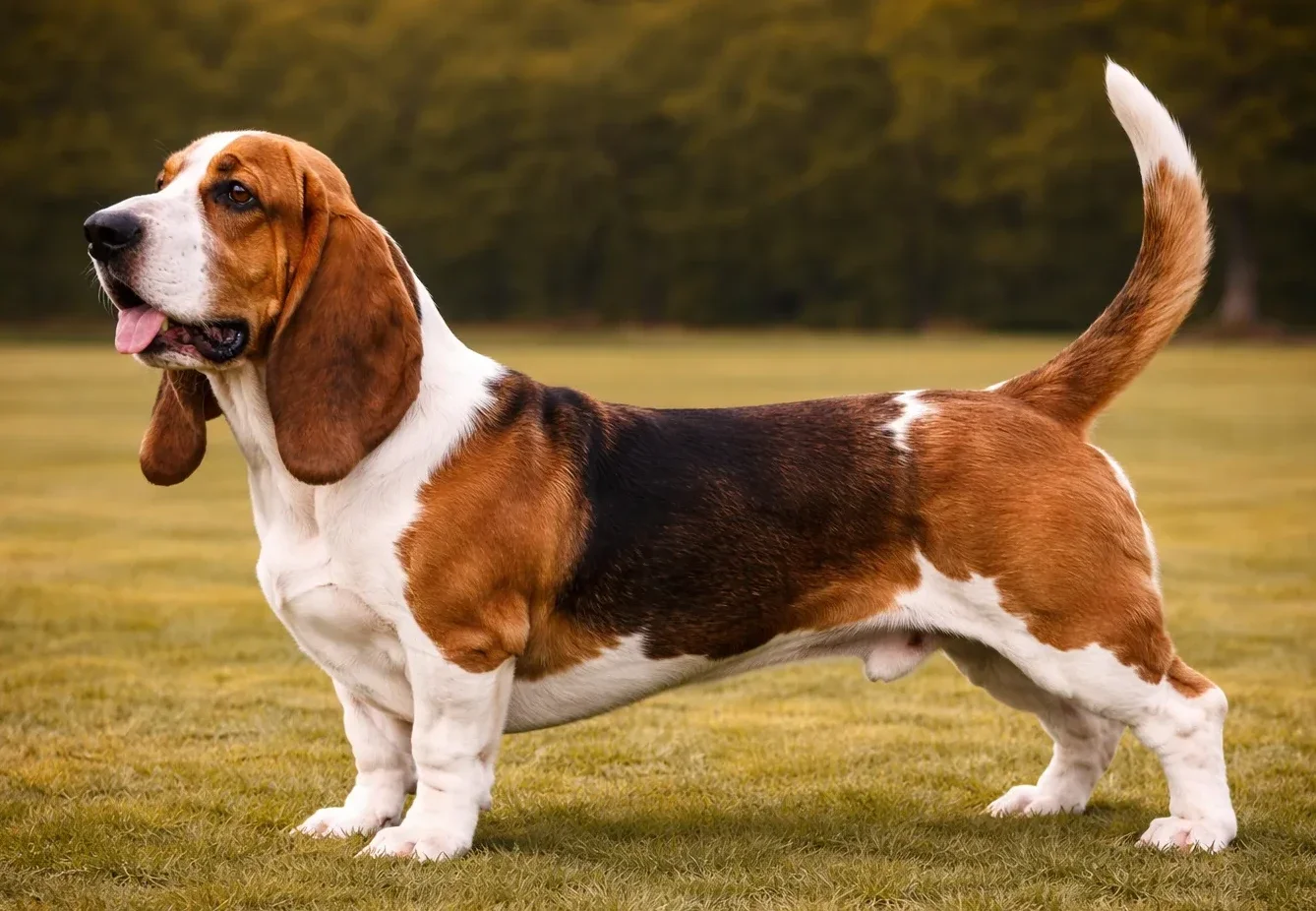 &Ccedil;imlerde ayakta duran ve sol tarafa bakan bir basset hound 